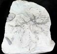 Wide Crinoid (Eucalyptocrinus) Holdfast - Indiana #23074-3